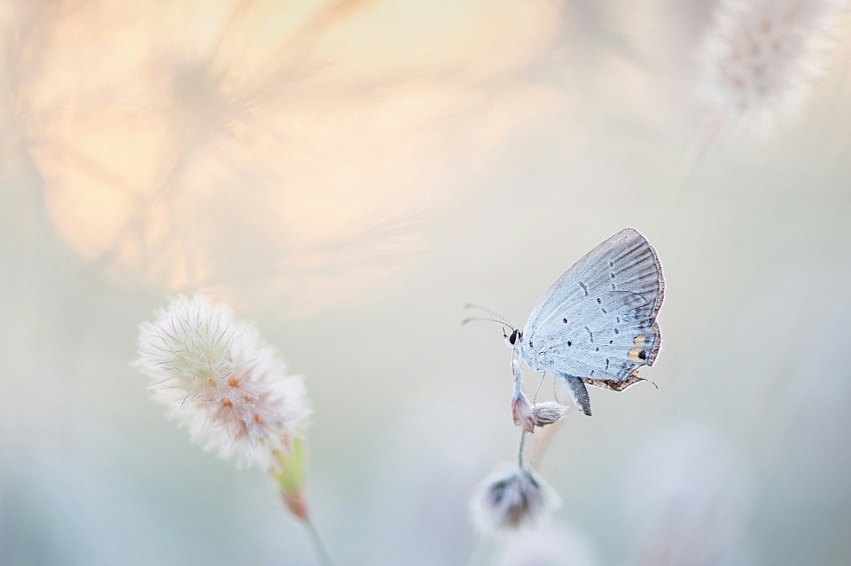 Papillon